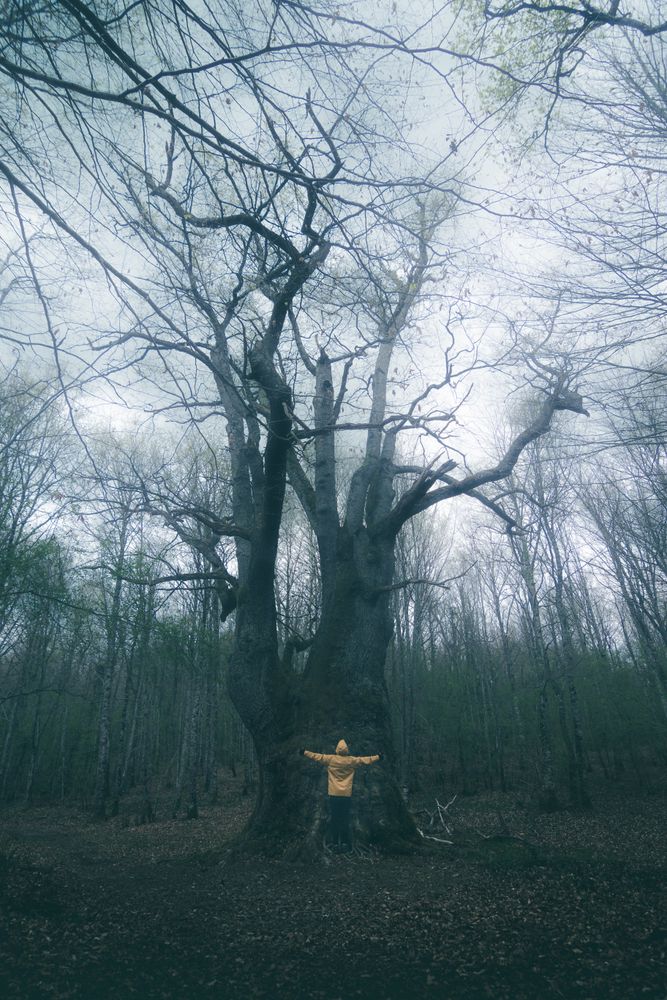 Traveller standing beside old tree covered by moss