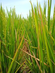 rice close up