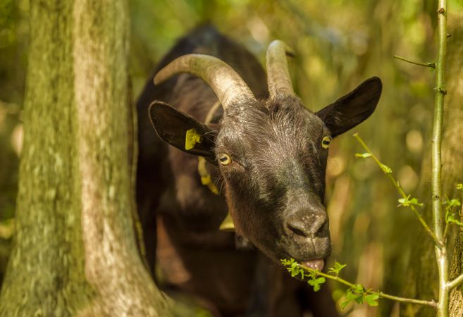 Domestic goat eating leaves