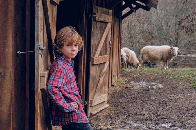 Boy standing in paddock with pasturing sheep