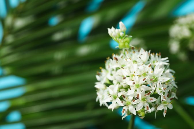 Allium flower on blurred  background of palm leaves, closeup