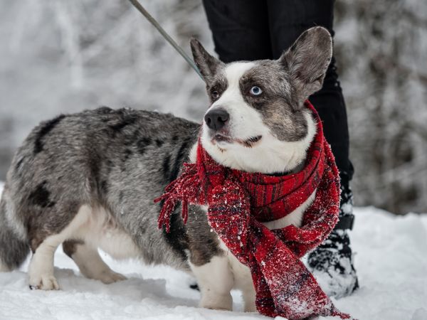 Funny corgi on the winter snow in a scarf. Winter clothes.