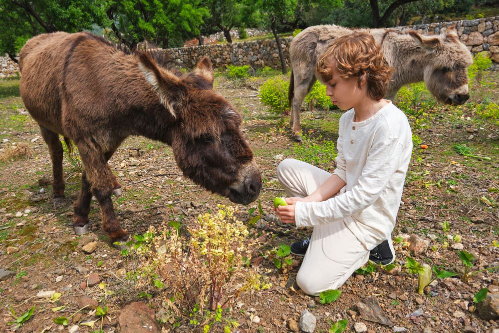 Cute boy feeding donkey with apple in zoo