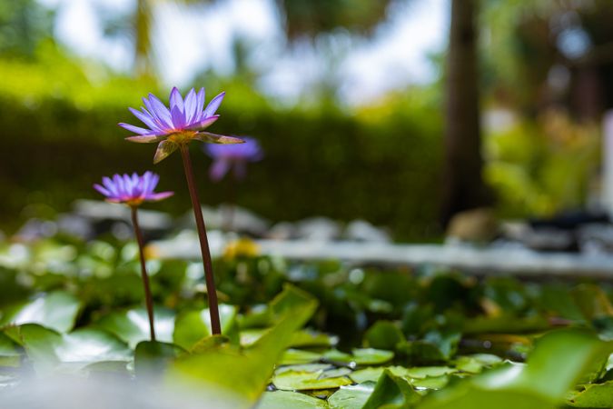 Purple daisy lotus flowers growing in a pond, landscape