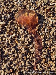 Beached Jellyfish with tentacle 5qkqGo