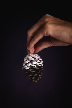 Crop person with conifer cone