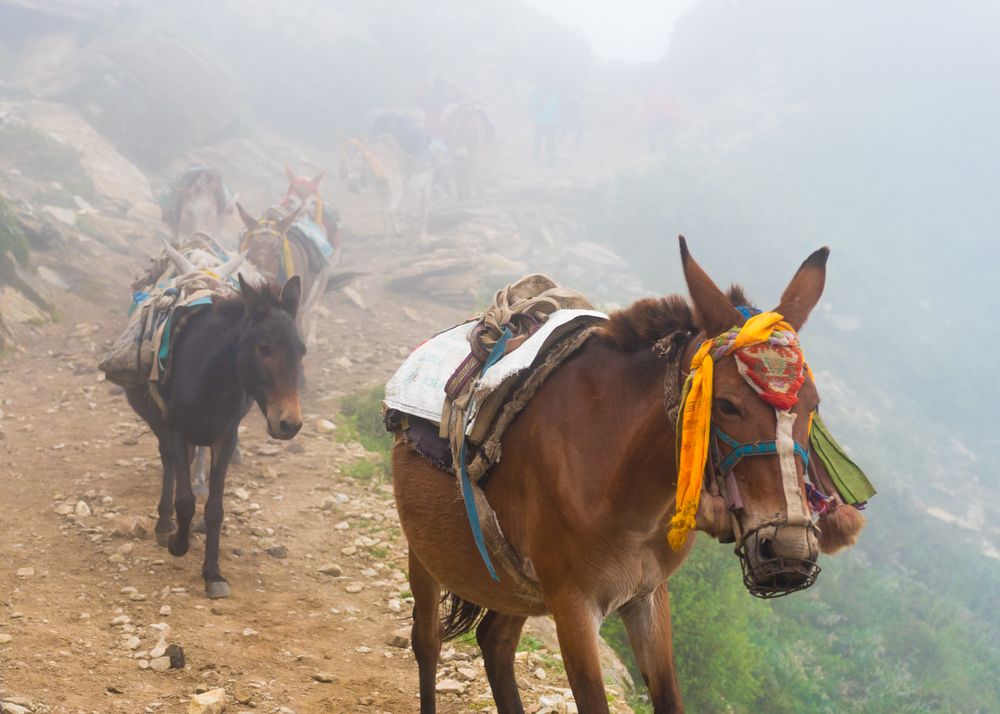 Line of donkeys in mountain