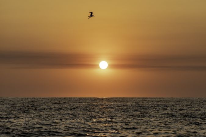 Sun setting over ocean with bird coating