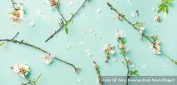 Almond blossom flowers on a pastel green background, wide composition 5nQG20