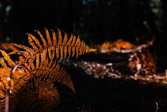 Dry fern leaves in dark forest