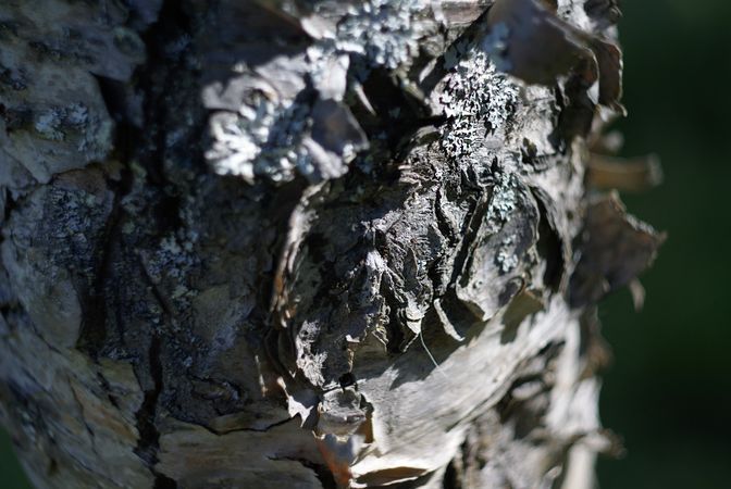 Cork on birch in forest