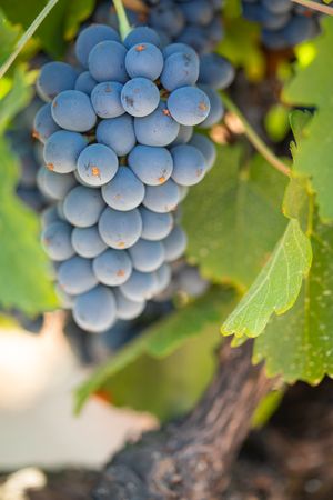 Vineyard with Lush, Ripe Wine Grapes on the Vine Ready for Harvest