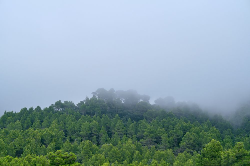 Green forest on foggy morning in mountains