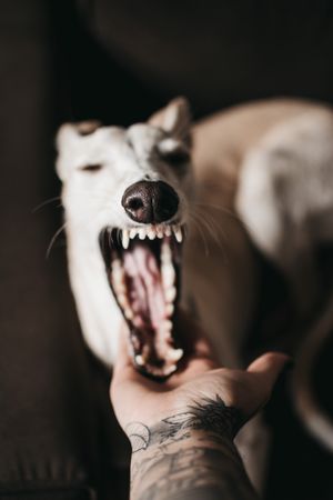 Crop hand petting dog yawning
