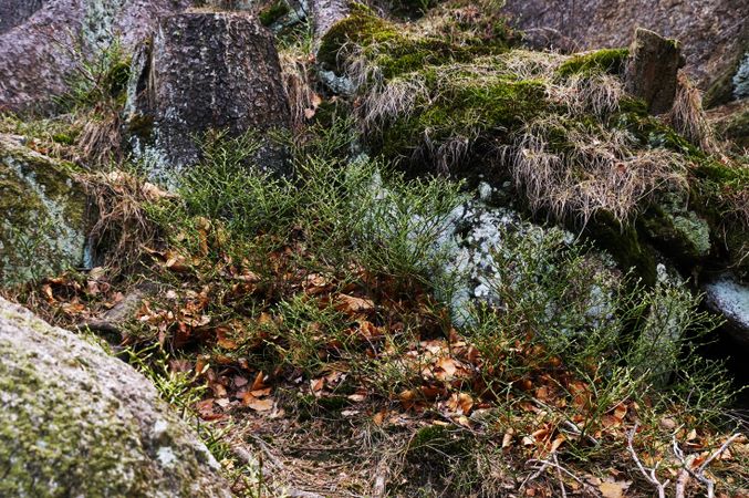 Tree roots and gray stones in woods