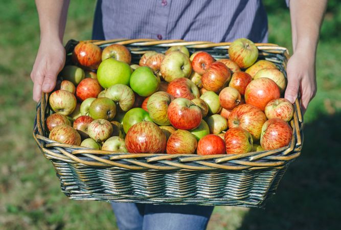 Woman hands holding wicker basket with freshly picked apples
