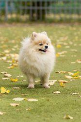 Brown Pomeranian puppy on green grass field