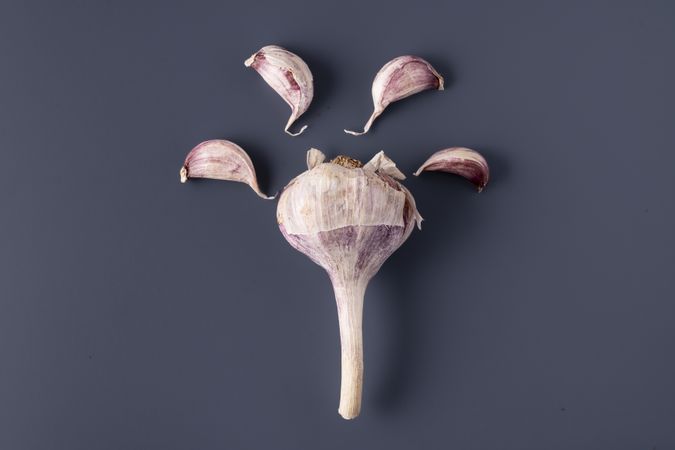 Garlic bulb with cloves arranged on dark blue background for healthy food concept