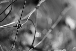 Tense barbed wire