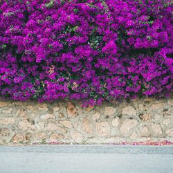 Stone wall with Bougainvillea tree flowers