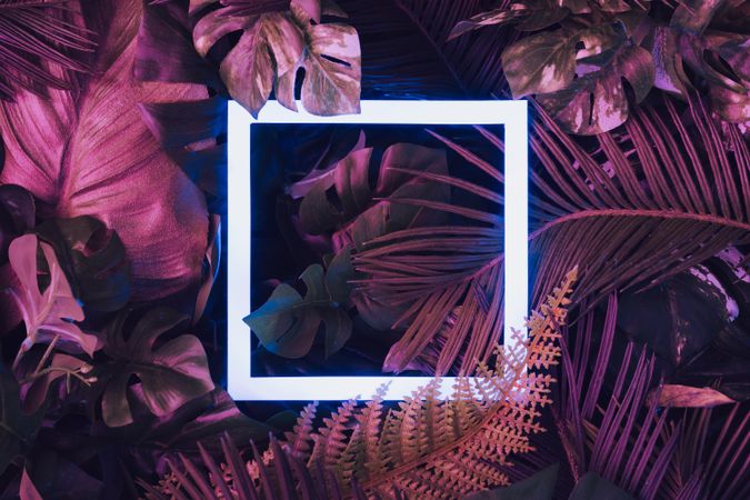 Creative fluorescent color layout made of tropical leaves with neon light square