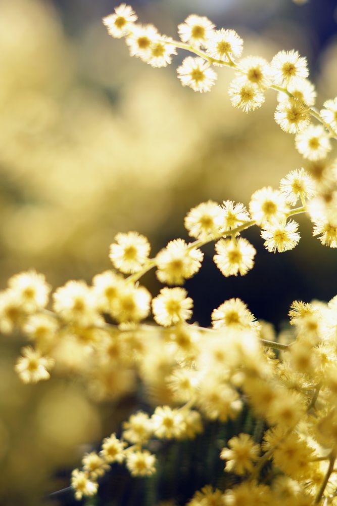 Tender golden twigs on sunny day