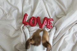 Top view of red love balloon laid on a bed and a dog curious to explore it