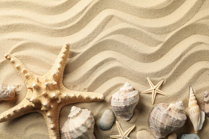 Seashells and starfishes on wavy sea sand background, space for text