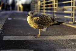 Seagull in Oslo, Norway