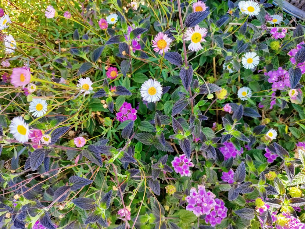 Daisy fleabane flower in bush