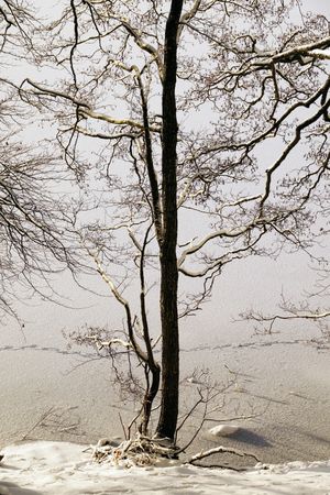 Leafless trees in winter countryside