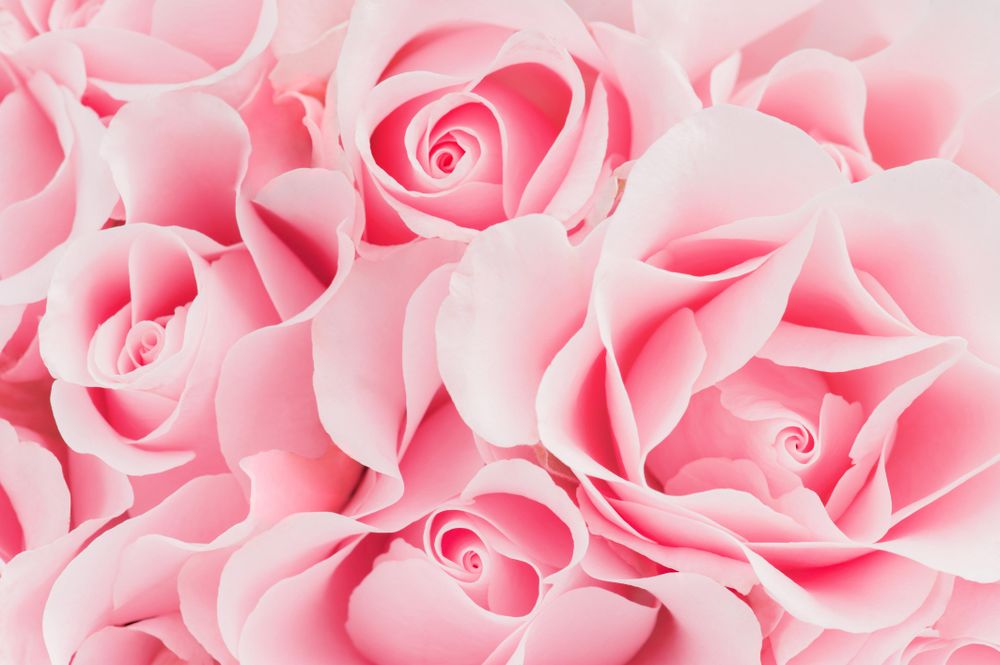 Close up of light pink roses