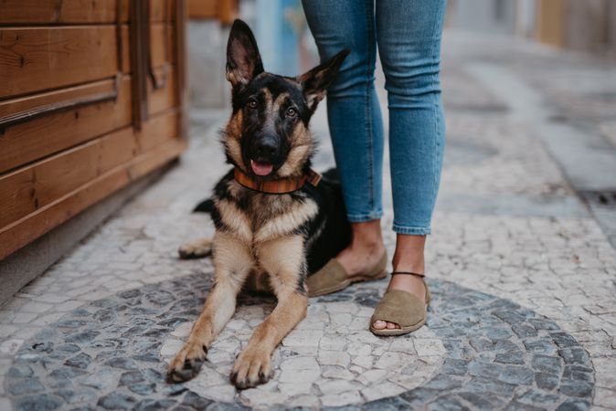 Adorable german shepherd with owner on street