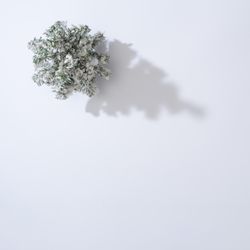 Snowy Christmas tree with light background with shadow