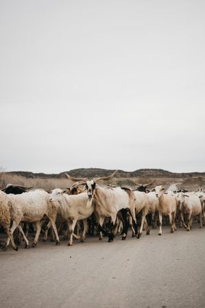 Sheep walking on the road
