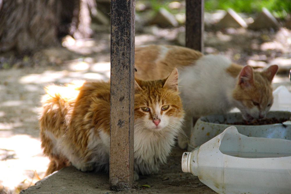 Two orange tabby cats drinking from plastic container