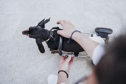 Man fixing wheelchair on dog