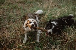 Border Collie dogs having fun together during stick game on dry grass in countryside