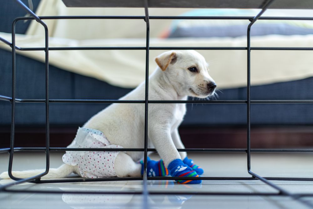Light puppy in diaper and socks