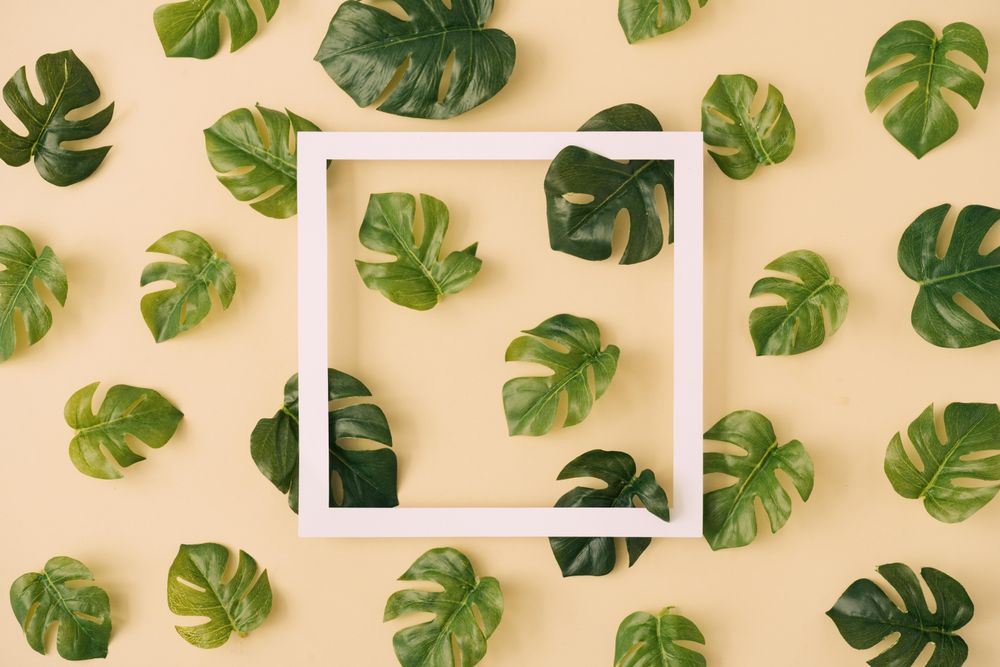 Monstera leaves arranged in a pattern on sand colored background