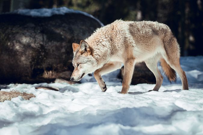 Wolf on hill near stones and snow