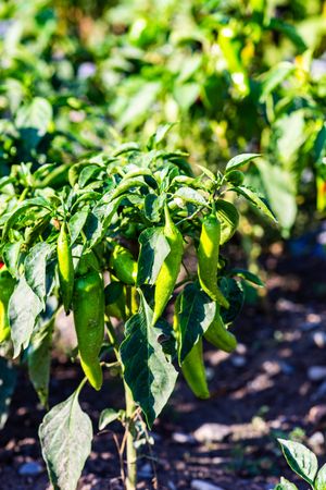 Sunny farm field with green hot chilli pepper