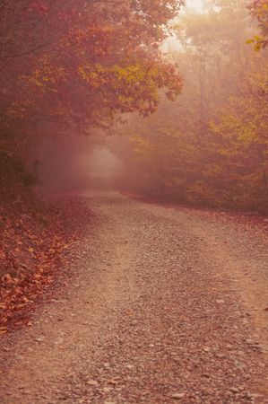 Misty road in forest