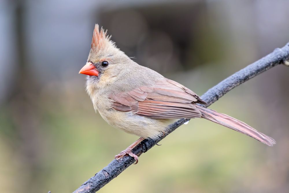 Gray northern cardinal perching on tree branch
