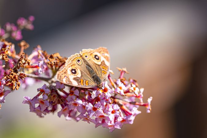 Top view of common buckeye butterfly on pink flower