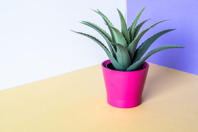 Aloe vera plant in a multicolor background