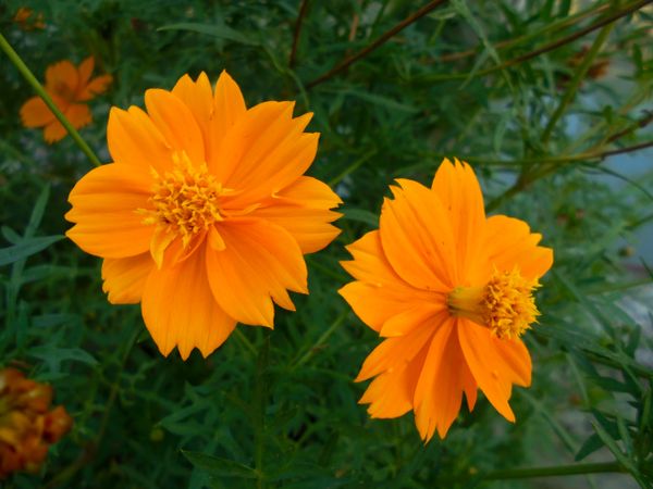 Cosmos sulphureus