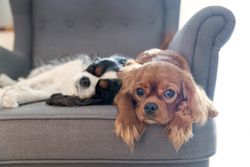 Two cavalier spaniels on grey seat