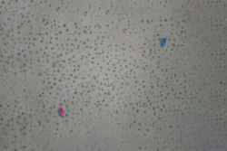 Aerial view of two boats, pink and blue seen in grey water