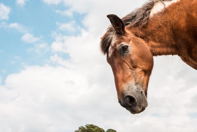from below view of crop brown horse head in a cloudy background